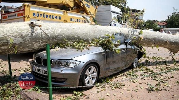 بالصور: شجرة عمرها 190 عاما تسقط على سيارة فارهة فتحولها إلى خردة.