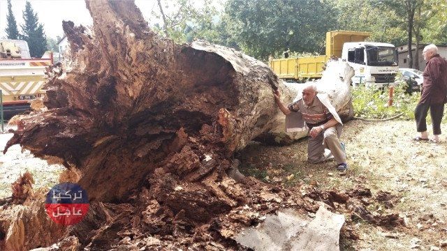 بالصور: شجرة عمرها 190 عاما تسقط على سيارة فارهة فتحولها إلى خردة.