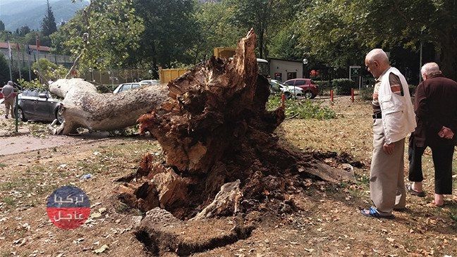 بالصور: شجرة عمرها 190 عاما تسقط على سيارة فارهة فتحولها إلى خردة.