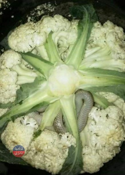 لن تصدق ماذا وجد أحد السوريين في كيس الخضار الذي أحضره من السوق في اسطنبول لن تصدق ماذا وجد أحد السوريين في كيس الخضار الذي أحضره من السوق في اسطنبول