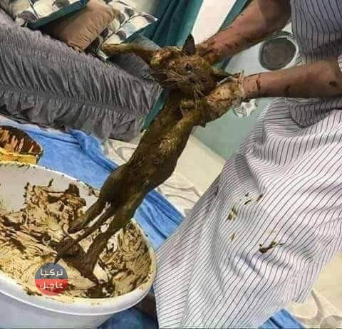 سوري في إيطاليا يحول قطط الشوارع إلى قطط نادرة سوري في إيطاليا يحول قطط الشوارع إلى قطط نادرة