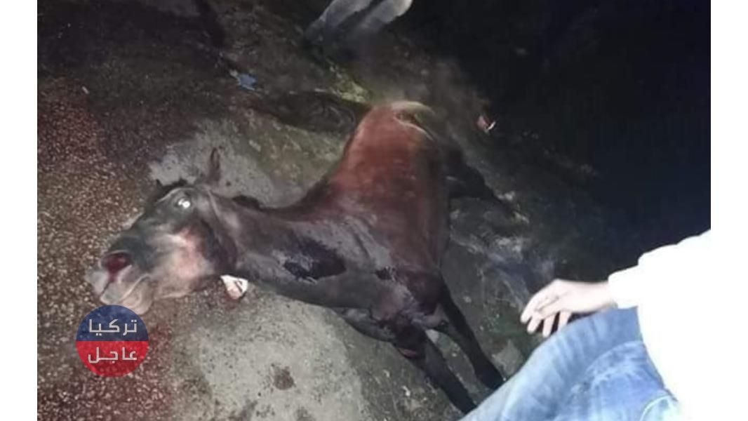 لبنان .. حصان يودي بحياة شابين سوريين (صور) ... تعرف على التفاصيل