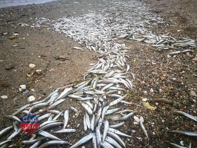 شواطئ ألانيا التركية تمتلئ بآلاف الأسماك والسلطات تتدخل شواطئ ألانيا التركية تمتلئ بآلاف الأسماك والسلطات تتدخل