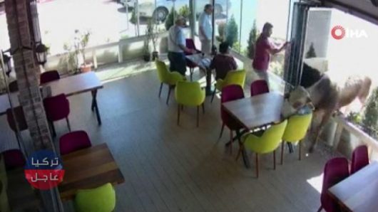 أضحية تفر من صاحبها وتدخل أحد المقاهي في مدينة جوروم التركية (فيديو)