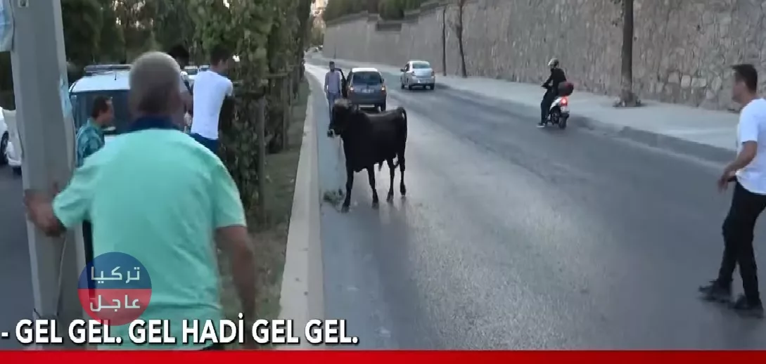 مطاردة لأضحية في إسطنبول فيديو ينتشر عبر مواقع التواصل الاجتماعي (فيديو)