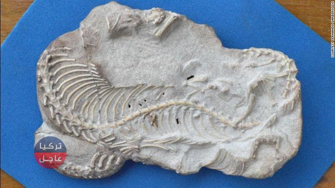 العثور على هيكل عظمي لثعبان يمتلك أرجل وكان يستطيع المشي (صور) العثور على هيكل عظمي لثعبان يمتلك أرجل وكان يستطيع المشي (صور)