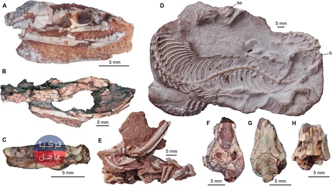 العثور على هيكل عظمي لثعبان يمتلك أرجل وكان يستطيع المشي (صور) العثور على هيكل عظمي لثعبان يمتلك أرجل وكان يستطيع المشي (صور)