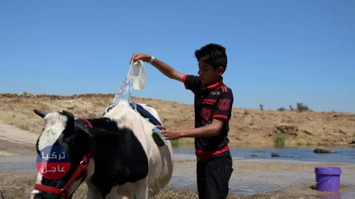 موت آلاف الأبقار في مدينة حمص بسبب مرض انتشر بشكل واسع
