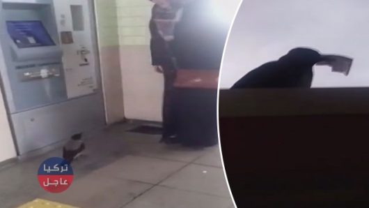 تركيا .. بالفيديو الغراب اللص يظهر في إسطنبول ويسرق مال امرأة من الـ ATM