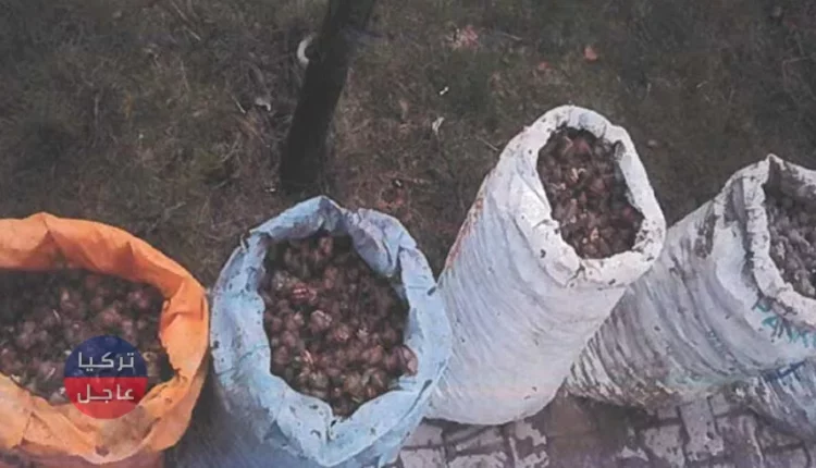 تركيا تفرض غرامة مالية كبيرة على أشخاص جمعوا نوع من الحيوانات الرخوية