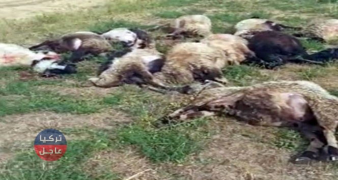 شاهد ماذا فعلت صاعقة بقطيع من الأغنام في ولاية هكاري في الجنوب الشرقي من تركيا