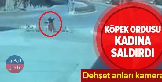 كلاب شرسة تهاجم امرأة مسنة وسط الشارع في موغلا غربي تركيا (شاهد بالفيديو)