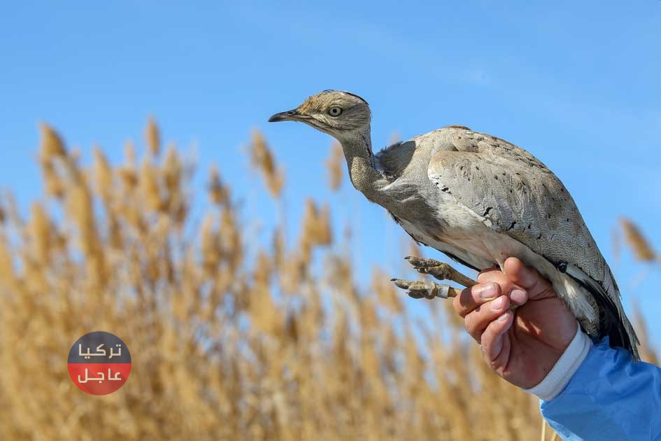 العثور على طائر نادر يظهر مرتين خلال مئة سنة في ولاية بيتليس (صور)