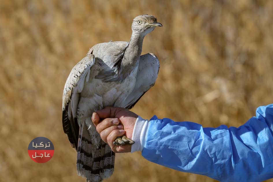 العثور على طائر نادر يظهر مرتين خلال مئة سنة في ولاية بيتليس (صور) العثور على طائر نادر يظهر مرتين خلال مئة سنة في ولاية بيتليس (صور)