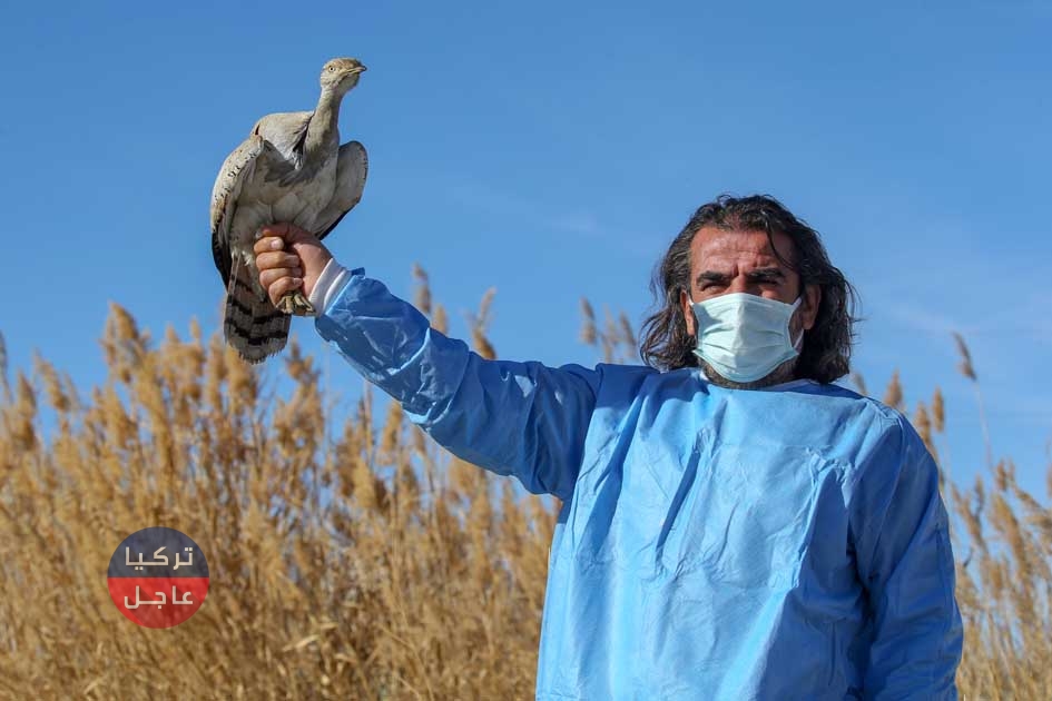 العثور على طائر نادر يظهر مرتين خلال مئة سنة في ولاية بيتليس (صور)