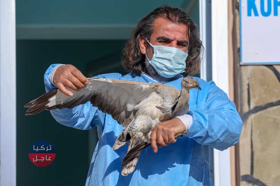 العثور على طائر نادر يظهر مرتين خلال مئة سنة في ولاية بيتليس (صور)