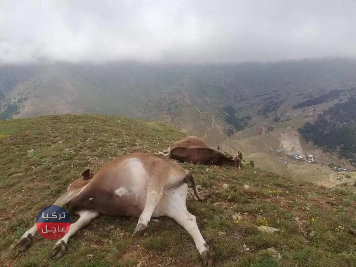 تركيا.. شاهد بالصور ما فعل البرق بقطيع من الأغنام والأبقار تركيا.. شاهد بالصور ما فعل البرق بقطيع من الأغنام والأبقار