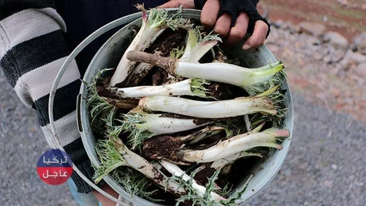 نبتة تقترب أسعارها من أسعار الذهب في تركيا تعرف عليها وأين تنبت نبتة تقترب أسعارها من أسعار الذهب في تركيا تعرف عليها وأين تنبت