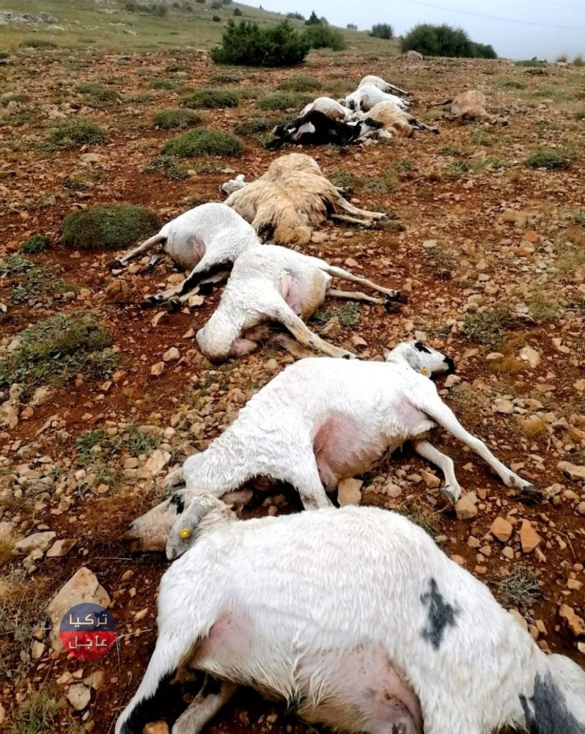 تركيا.. شاهد بالصور ما فعل البرق بقطيع من الأغنام والأبقار تركيا.. شاهد بالصور ما فعل البرق بقطيع من الأغنام والأبقار