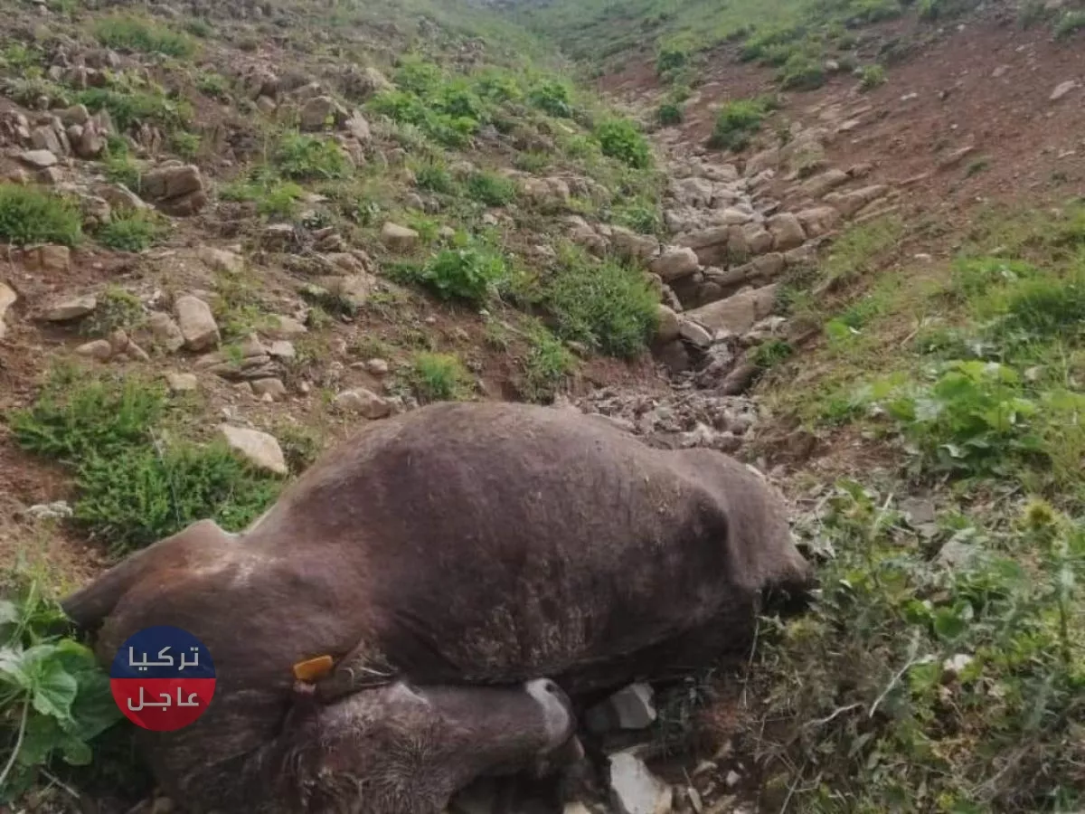 تركيا.. شاهد بالصور ما فعل البرق بقطيع من الأغنام والأبقار تركيا.. شاهد بالصور ما فعل البرق بقطيع من الأغنام والأبقار