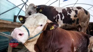 سعر أضحية / أضاحي العيد من الأبقار في تركيا مع اقتراب عيد الأضحى 2021