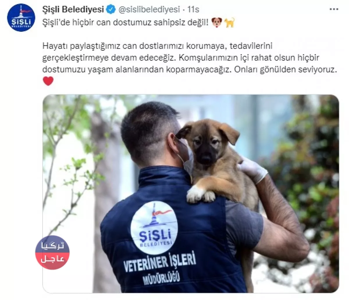 خمس بلديات في تركيا تابعة للمعارضة ترفض دعوات أردوغان لجمع الكلاب الضالة خمس بلديات في تركيا تابعة للمعارضة ترفض دعوات أردوغان لجمع الكلاب الضالة