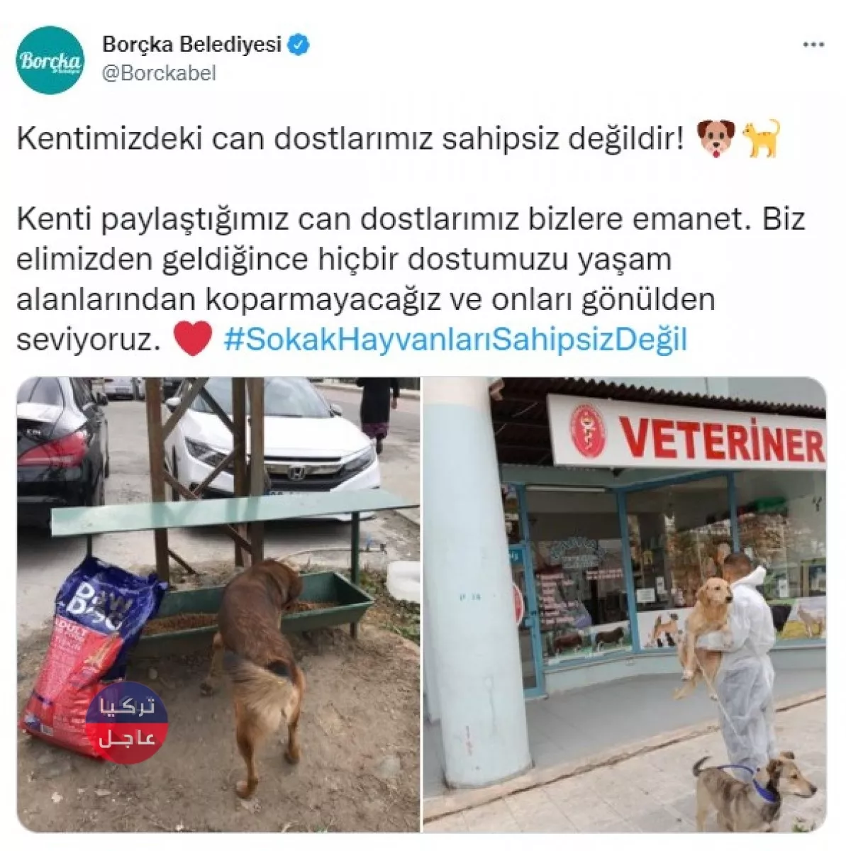 خمس بلديات في تركيا تابعة للمعارضة ترفض دعوات أردوغان لجمع الكلاب الضالة خمس بلديات في تركيا تابعة للمعارضة ترفض دعوات أردوغان لجمع الكلاب الضالة