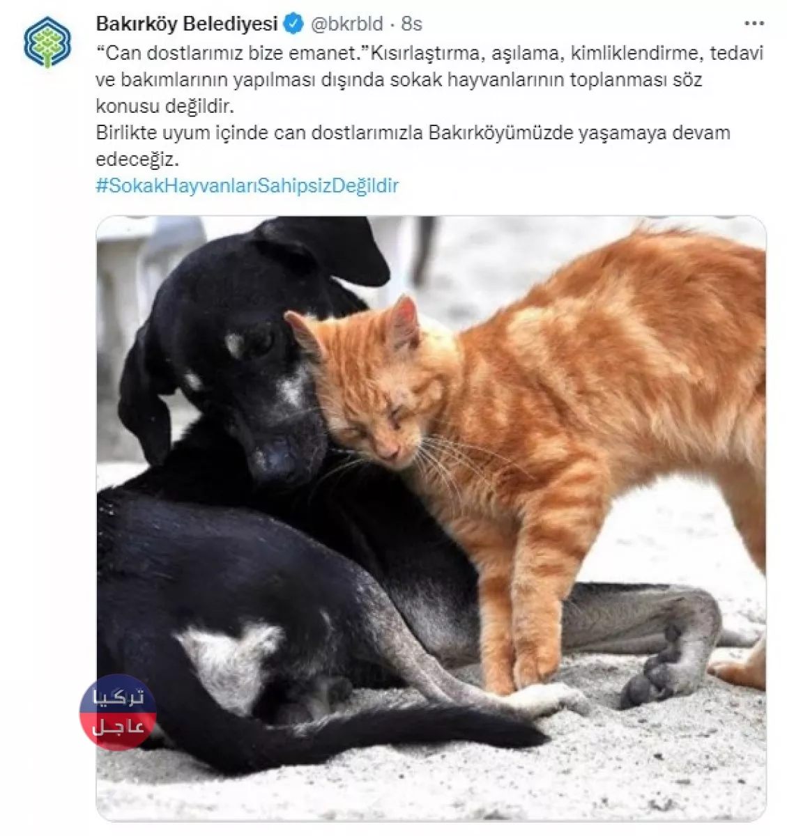 خمس بلديات في تركيا تابعة للمعارضة ترفض دعوات أردوغان لجمع الكلاب الضالة خمس بلديات في تركيا تابعة للمعارضة ترفض دعوات أردوغان لجمع الكلاب الضالة