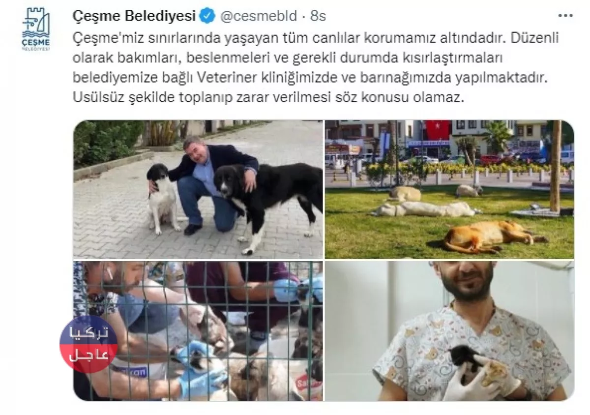 خمس بلديات في تركيا تابعة للمعارضة ترفض دعوات أردوغان لجمع الكلاب الضالة خمس بلديات في تركيا تابعة للمعارضة ترفض دعوات أردوغان لجمع الكلاب الضالة