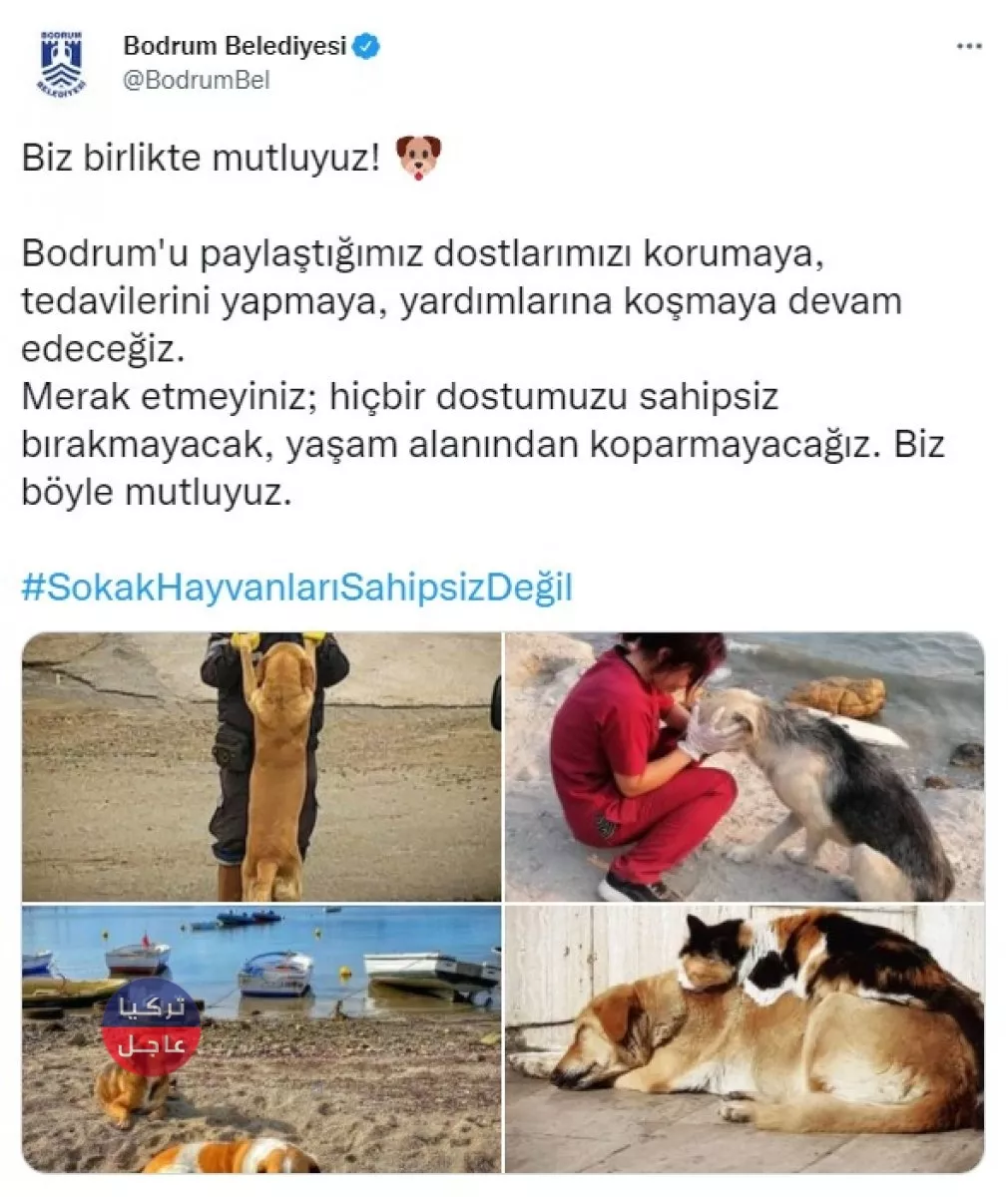 خمس بلديات في تركيا تابعة للمعارضة ترفض دعوات أردوغان لجمع الكلاب الضالة خمس بلديات في تركيا تابعة للمعارضة ترفض دعوات أردوغان لجمع الكلاب الضالة