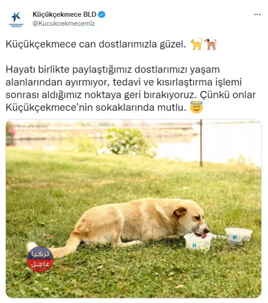 خمس بلديات في تركيا تابعة للمعارضة ترفض دعوات أردوغان لجمع الكلاب الضالة خمس بلديات في تركيا تابعة للمعارضة ترفض دعوات أردوغان لجمع الكلاب الضالة