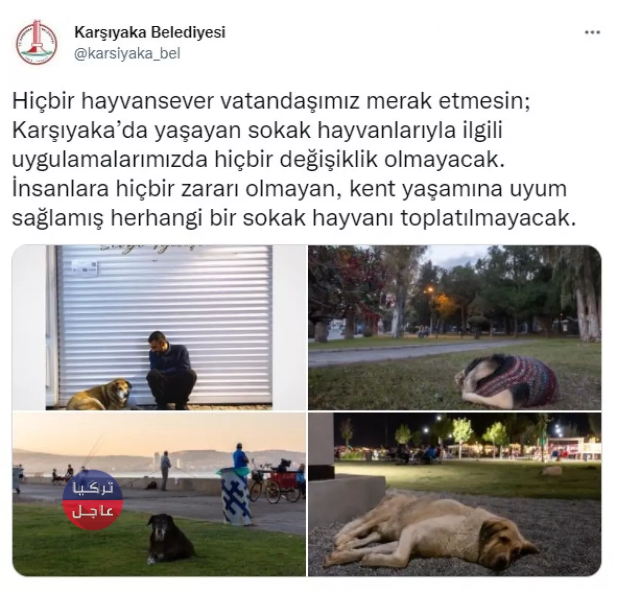 خمس بلديات في تركيا تابعة للمعارضة ترفض دعوات أردوغان لجمع الكلاب الضالة