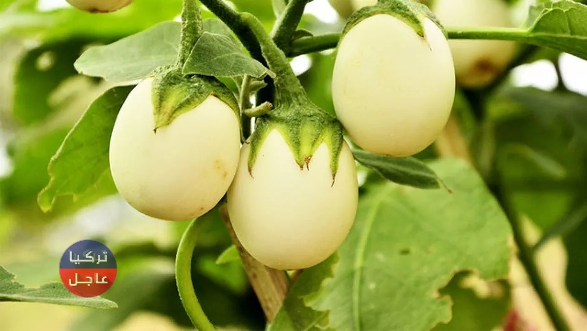 ما هي زهرة البيضة وما هي فوائدها؟ الباذنجان الأبيض ما هي زهرة البيضة وما هي فوائدها؟ الباذنجان الأبيض