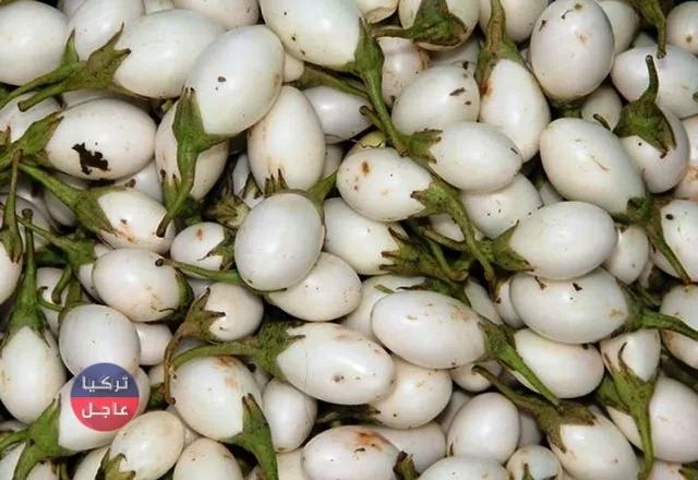 ما هي زهرة البيضة وما هي فوائدها؟ الباذنجان الأبيض ما هي زهرة البيضة وما هي فوائدها؟ الباذنجان الأبيض