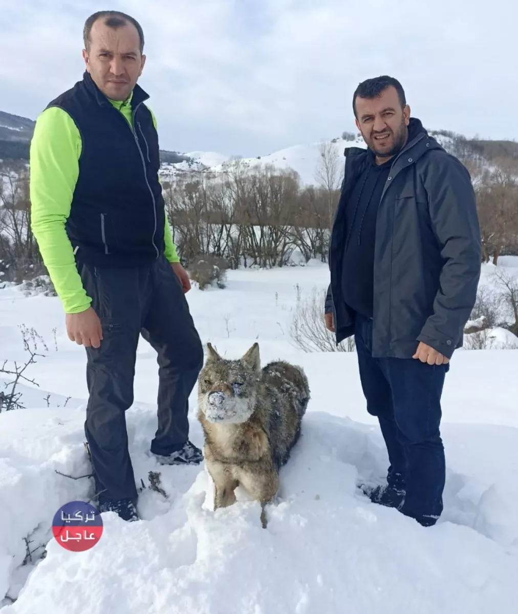 شاهد بالفيديو.. الذئاب تجمدت في تركيا من البرد شاهد بالفيديو.. الذئاب تجمدت في تركيا من البرد