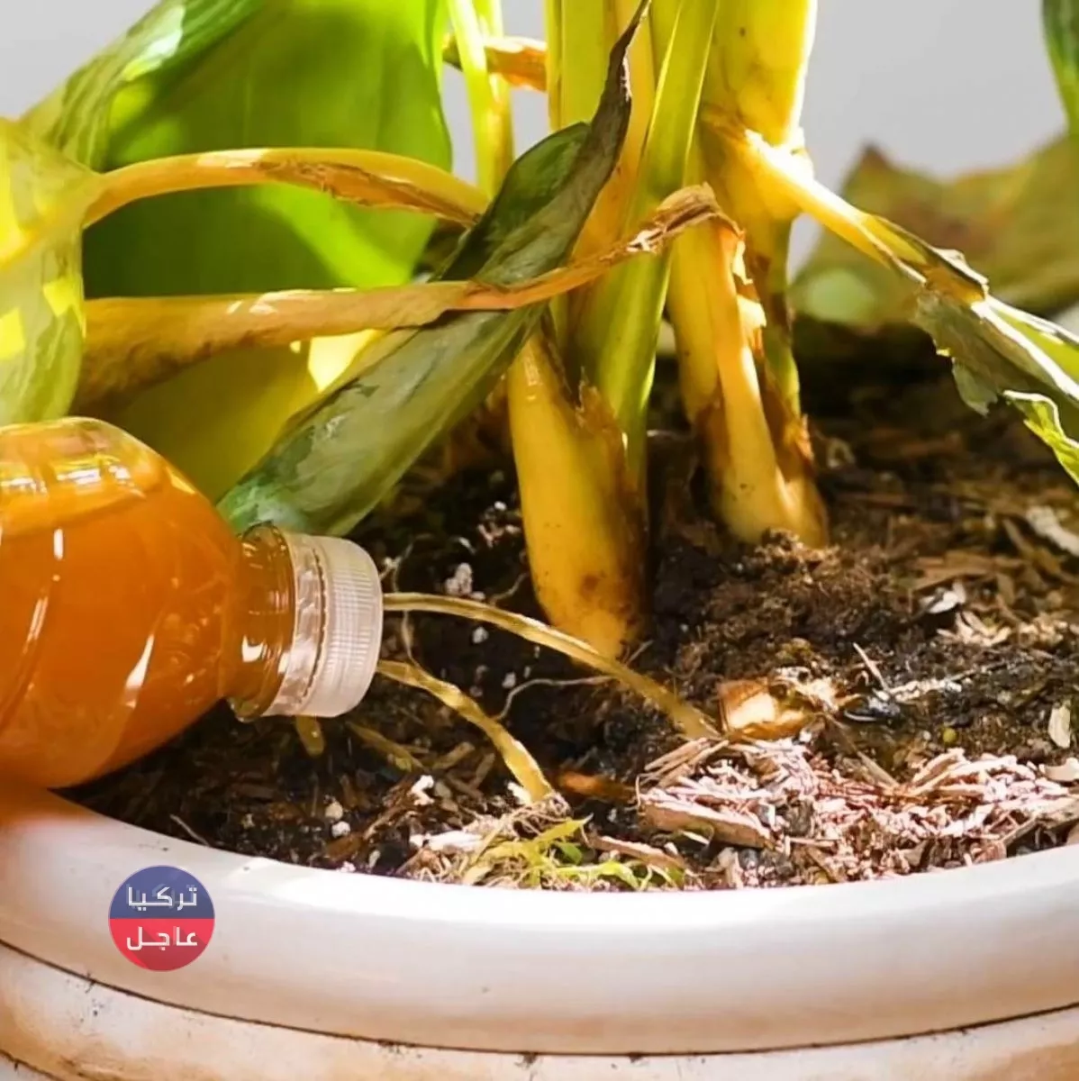 لا ترم المسامير التي تعرضت للصدأ بعد اليوم.. فوائد عظيمة للنباتات لا ترم المسامير التي تعرضت للصدأ بعد اليوم.. فوائد عظيمة للنباتات