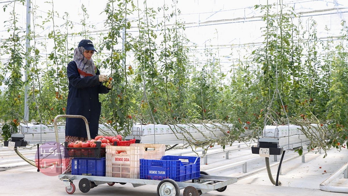 انخفاض كبير قادم على أسعار الخضروات في تركيا