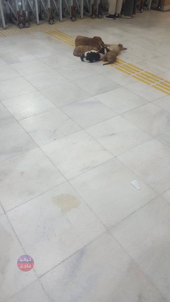 شاهد بالصور الكلاب تتغوط في ممرات مشفى كوجالي