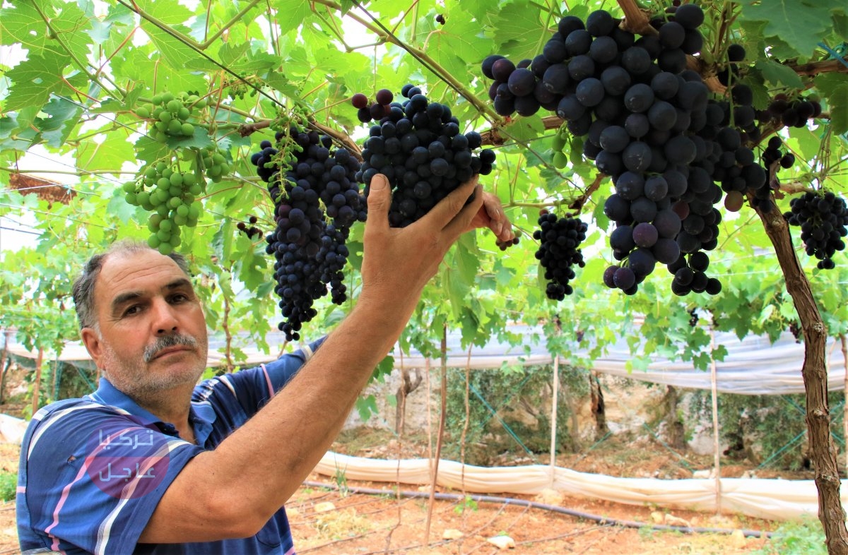 بدء حصاد العنب في مرسين واليكم سعر الكيلو