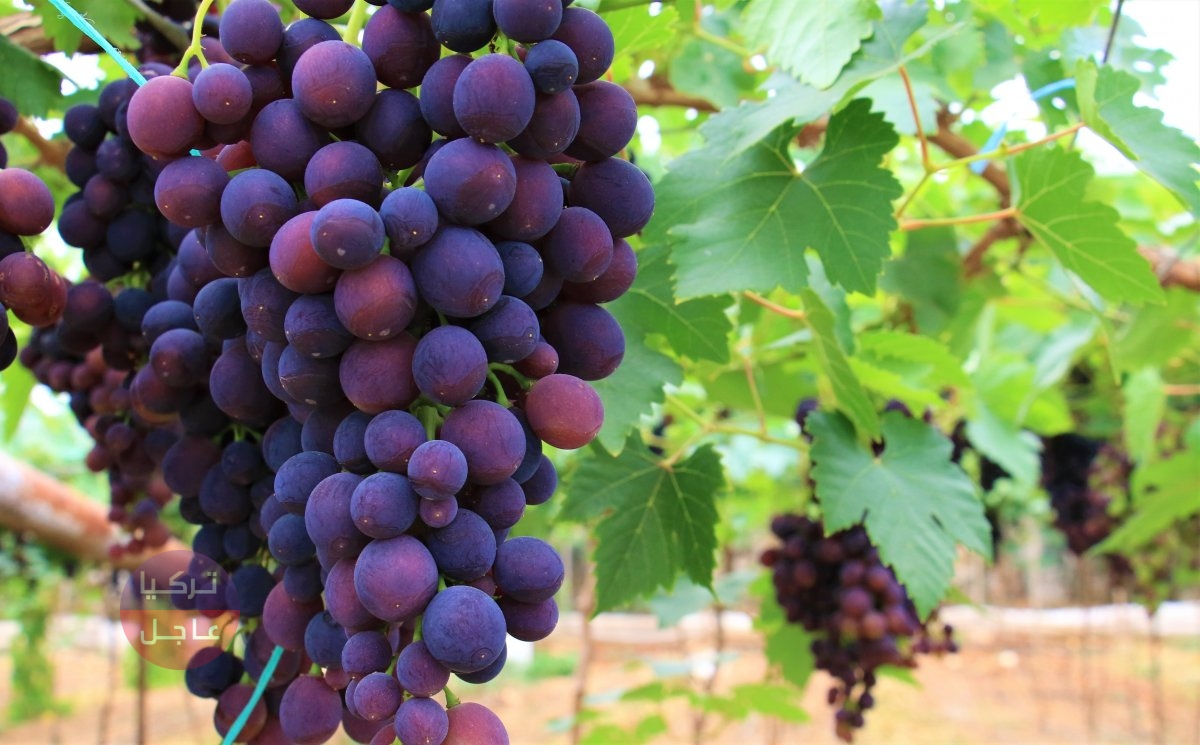 بدء حصاد العنب في مرسين واليكم سعر الكيلو