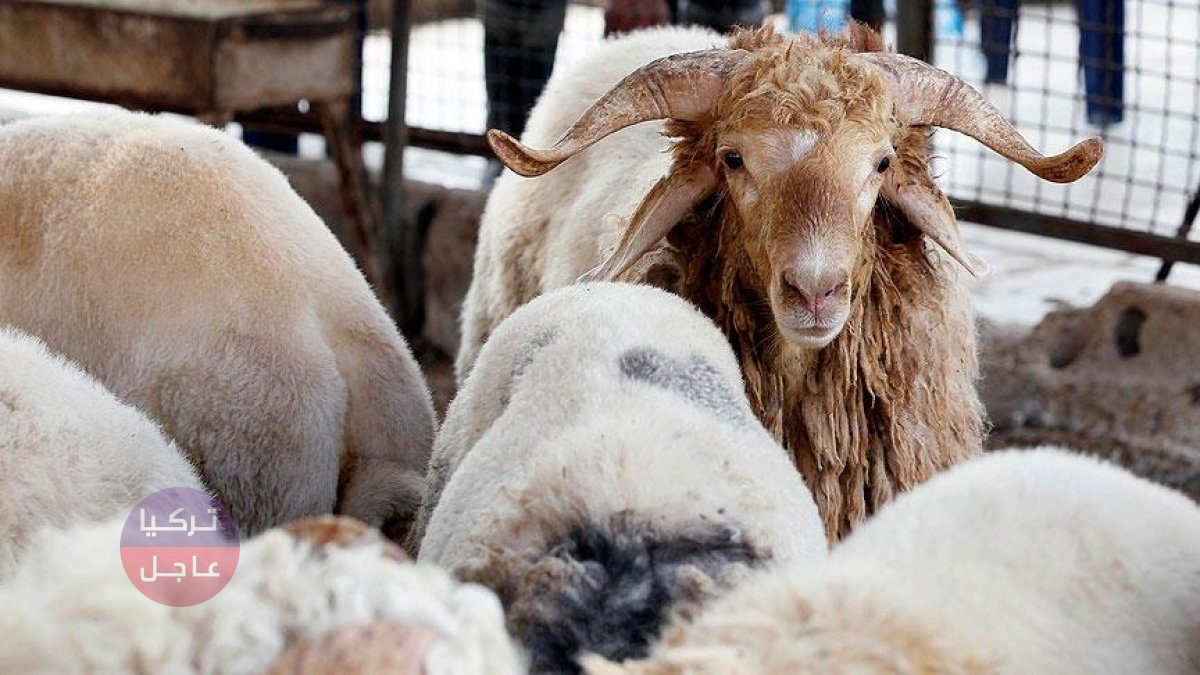 تحديث أسعار الأضاحي في تركيا 2022 بعد انخفاض الليرة فوق 16 لكل دولار