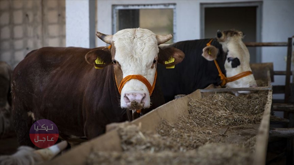 تحديث أسعار الأضاحي في تركيا 2022 بعد انخفاض الليرة فوق 16 لكل دولار