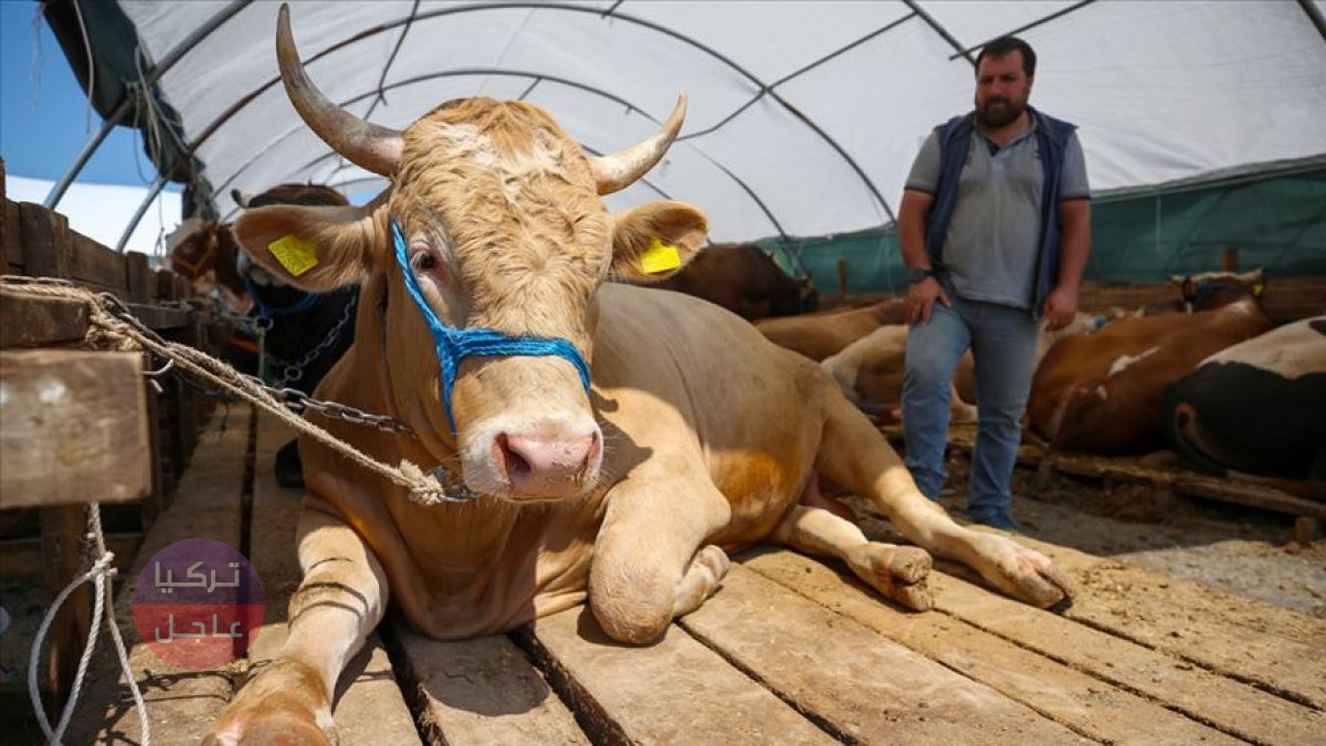 تحديث أسعار الأضاحي في تركيا 2022 بعد انخفاض الليرة فوق 16 لكل دولار