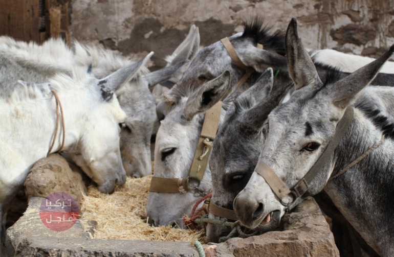 473 دولار لكل حمار.. الصين تنفق ملايين الدولارات للحصول على الحمير من جميع أنحاء العالم 473 دولار لكل حمار.. الصين تنفق ملايين الدولارات للحصول على الحمير من جميع أنحاء العالم