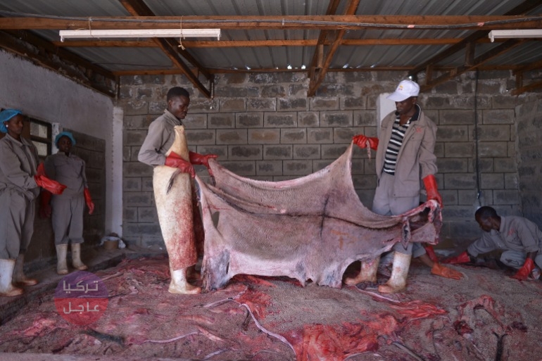 473 دولار لكل حمار.. الصين تنفق ملايين الدولارات للحصول على الحمير من جميع أنحاء العالم 473 دولار لكل حمار.. الصين تنفق ملايين الدولارات للحصول على الحمير من جميع أنحاء العالم