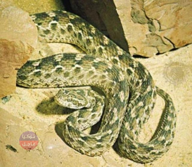 أخطر أفعى تعيش في تركيا تظهر هذه الأوقات ولدغة واحدة تقتل 100 رجل أخطر أفعى تعيش في تركيا تظهر هذه الأوقات ولدغة واحدة تقتل 100 رجل