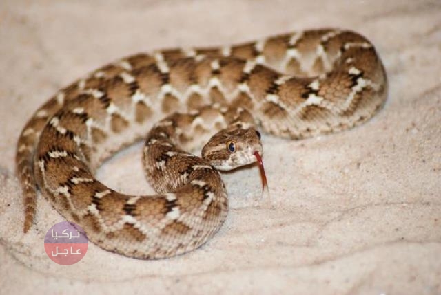 أخطر أفعى تعيش في تركيا تظهر هذه الأوقات ولدغة واحدة تقتل 100 رجل أخطر أفعى تعيش في تركيا تظهر هذه الأوقات ولدغة واحدة تقتل 100 رجل