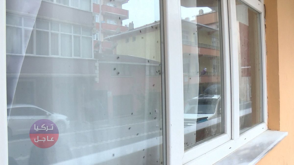 شاهد الناس الذباب بكثافة على النوافذ فشكوا بوجود جثة داخل المنزل واتصلوا بالشرطة وهذا ما حصل بعدها شاهد الناس الذباب بكثافة على النوافذ فشكوا بوجود جثة داخل المنزل واتصلوا بالشرطة وهذا ما حصل بعدها