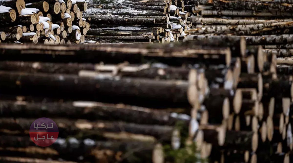 ألمانيا وأزمة الطاقة! زيادة واضحة في سرقة الأخشاب في مشهد يبين الحضارة الهشة ألمانيا وأزمة الطاقة! زيادة واضحة في سرقة الأخشاب في مشهد يبين الحضارة الهشة