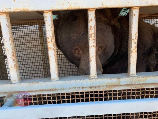 خروج أضخم دب في العالم من أسف أحد المنازل (صور) خروج أضخم دب في العالم من أسف أحد المنازل (صور)